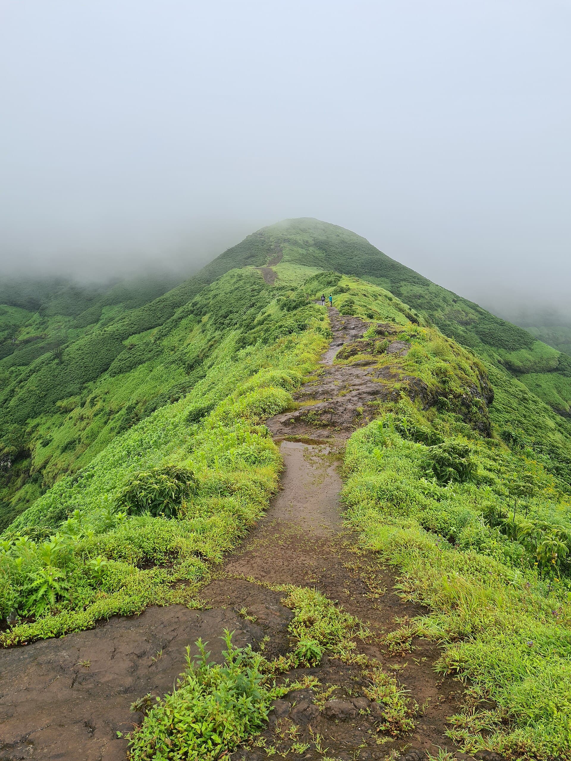 A gentle forest trail suitable for a first-time trekker