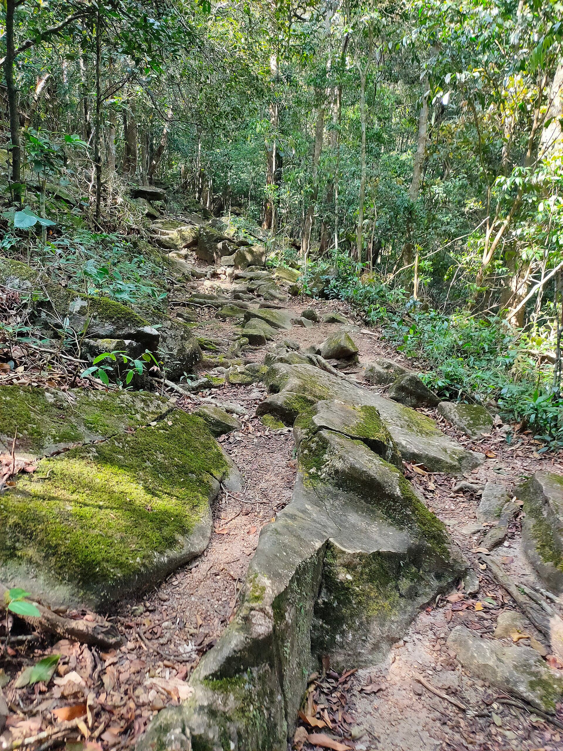 Trekking trail toward Agasthyakoodam from Bonacaud