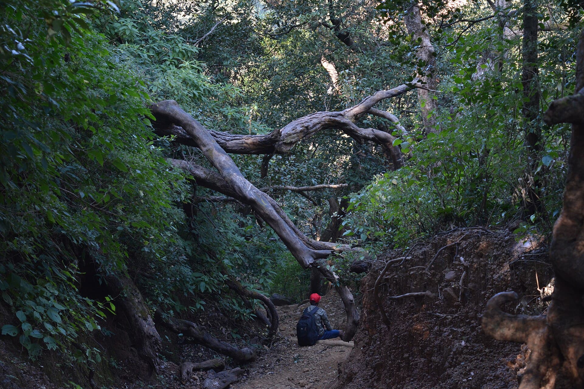 Trail leading up toward Harishchandragad plateau
