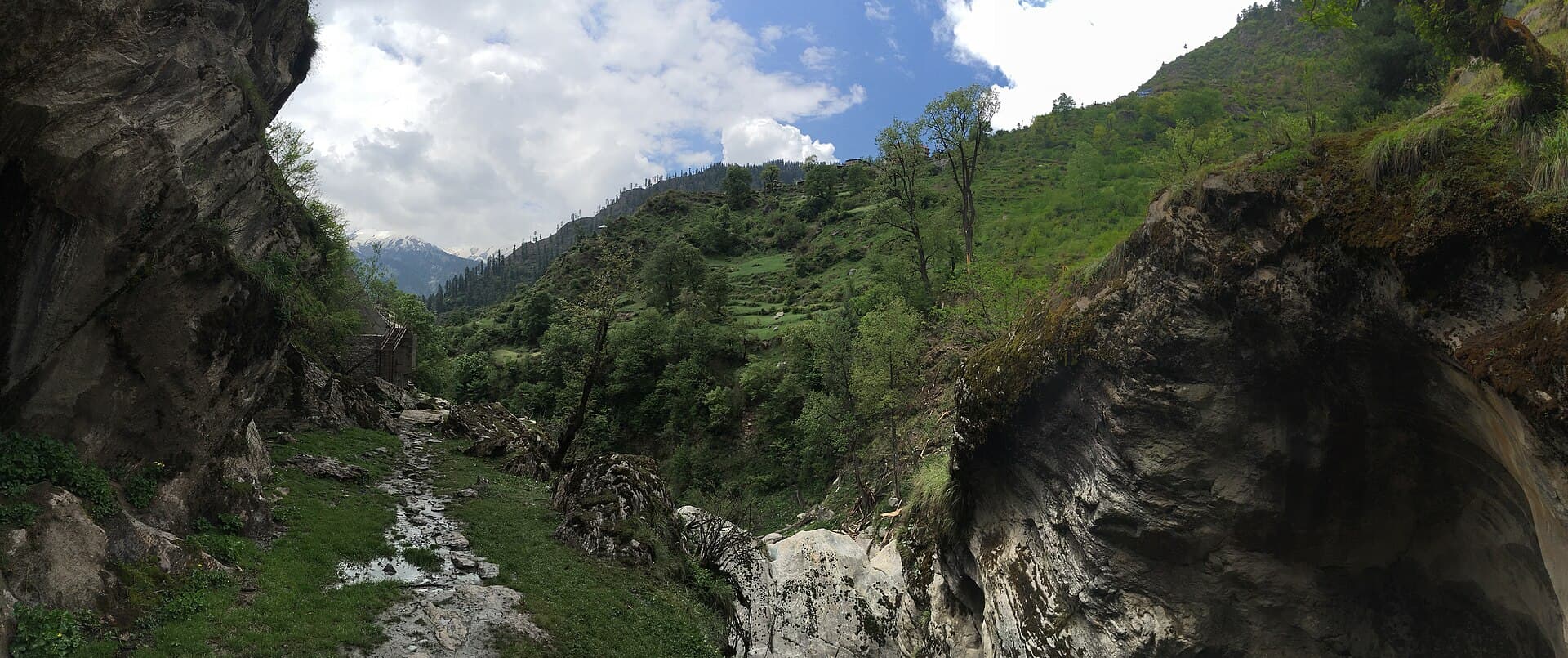 Wide trail view through pine forest on the climb to Kheerganga in the Parvati Valley