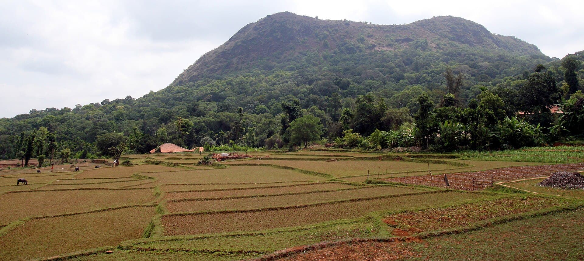 Panoramic ridge view from the Kodachadri trail