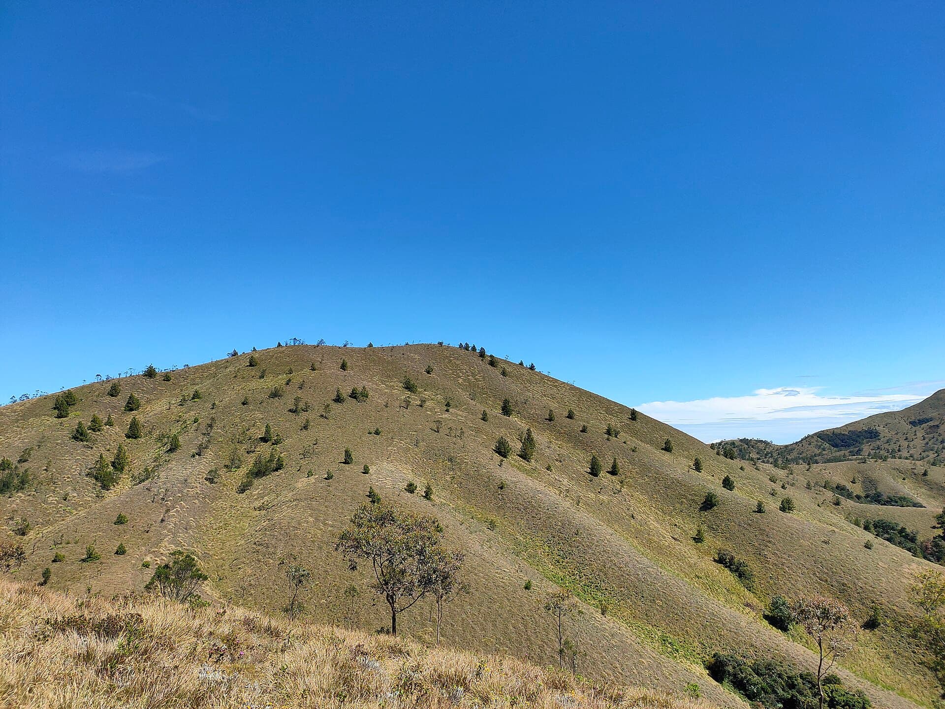 Trekking route toward Meesapulimala from the Munnar base camp