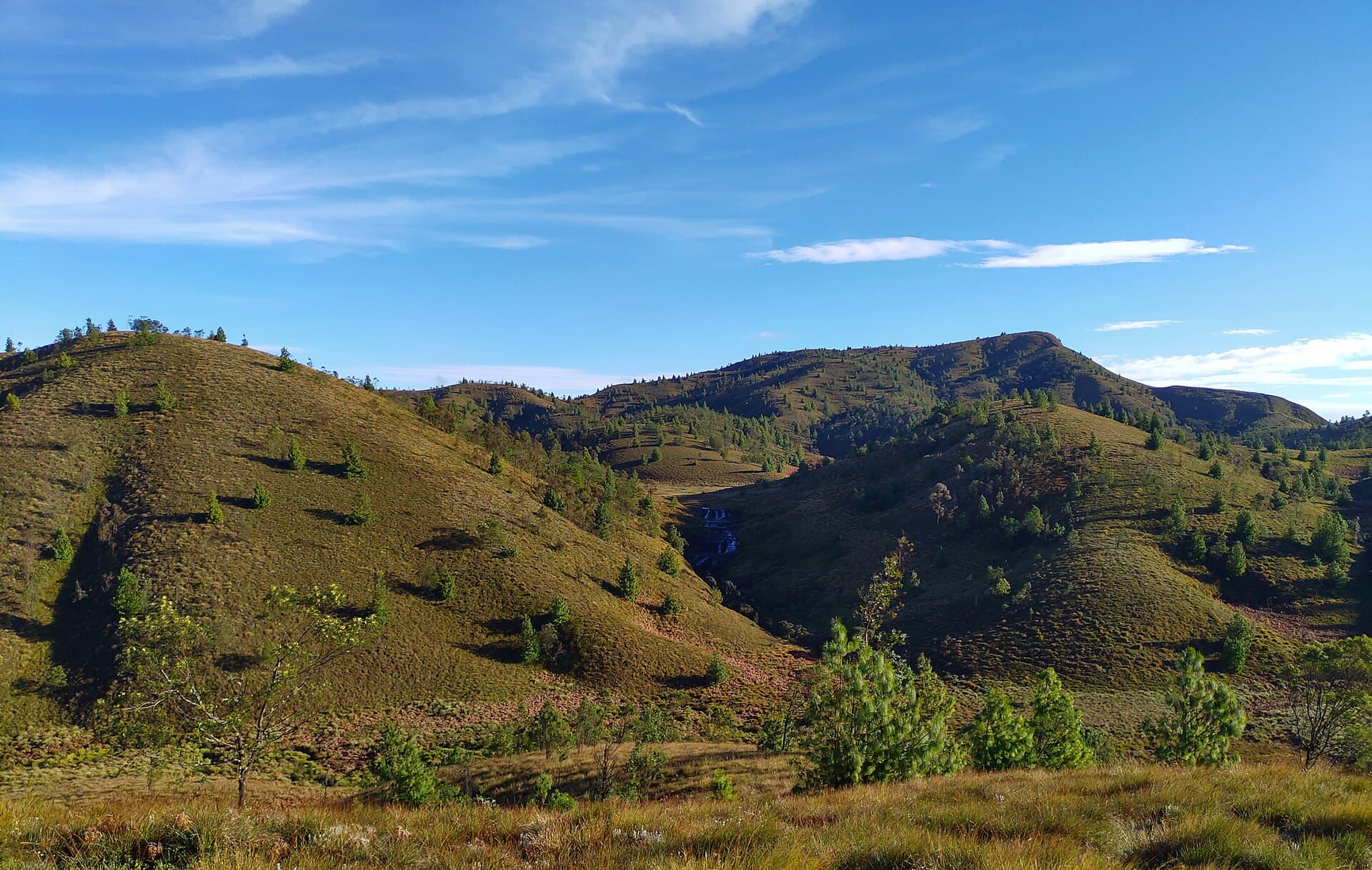 Forest patch on the Meesapulimala approach