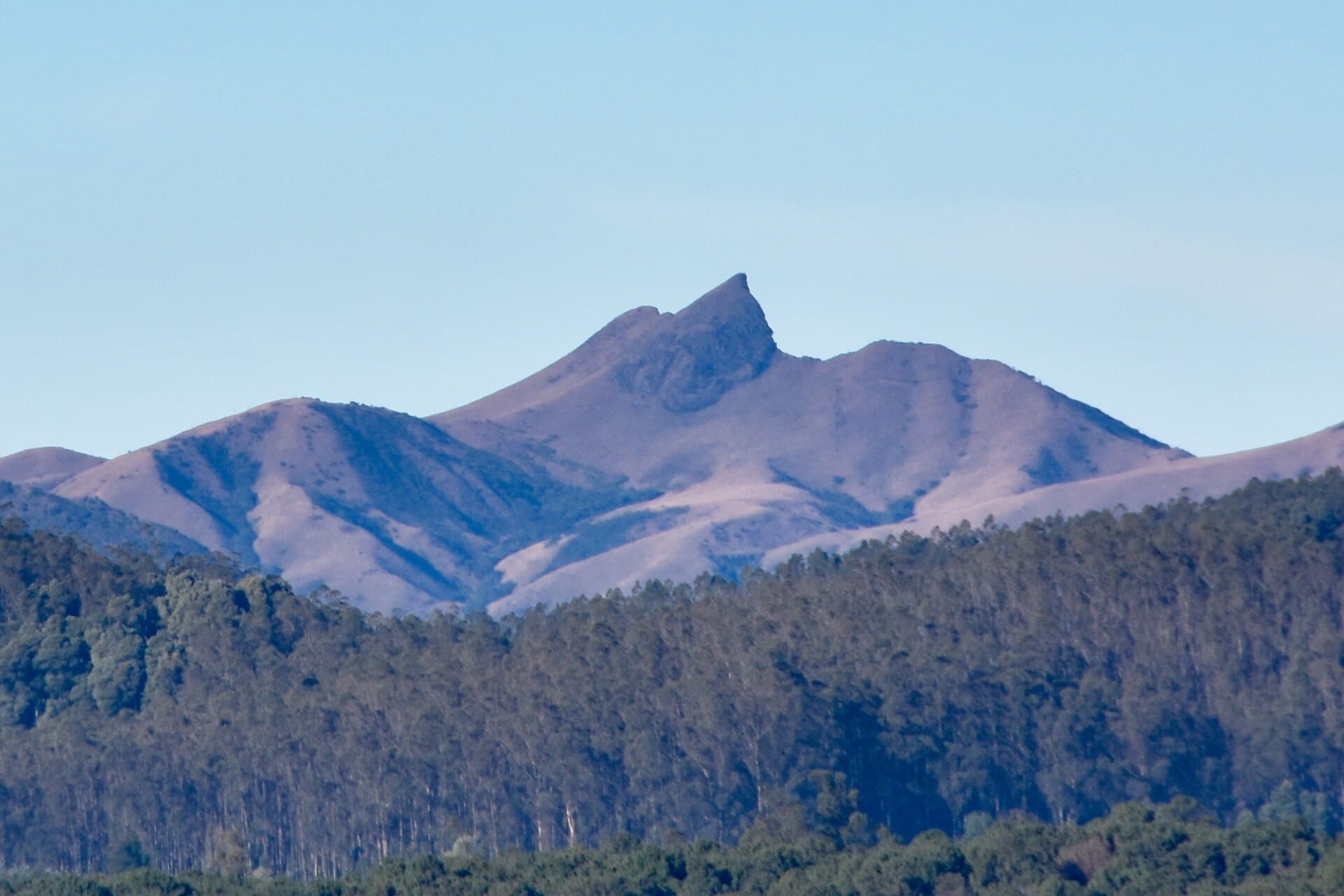 Mukurthi Peak rising above eucalyptus and pine forest with grassy shola slopes