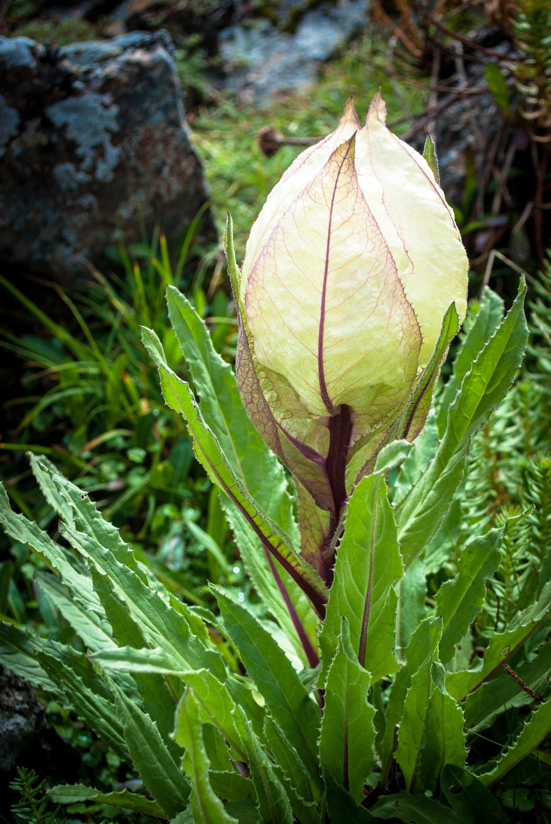Brahma Kamal, a rare high-altitude flower photographed near Bhagwabasa on the Roopkund trail