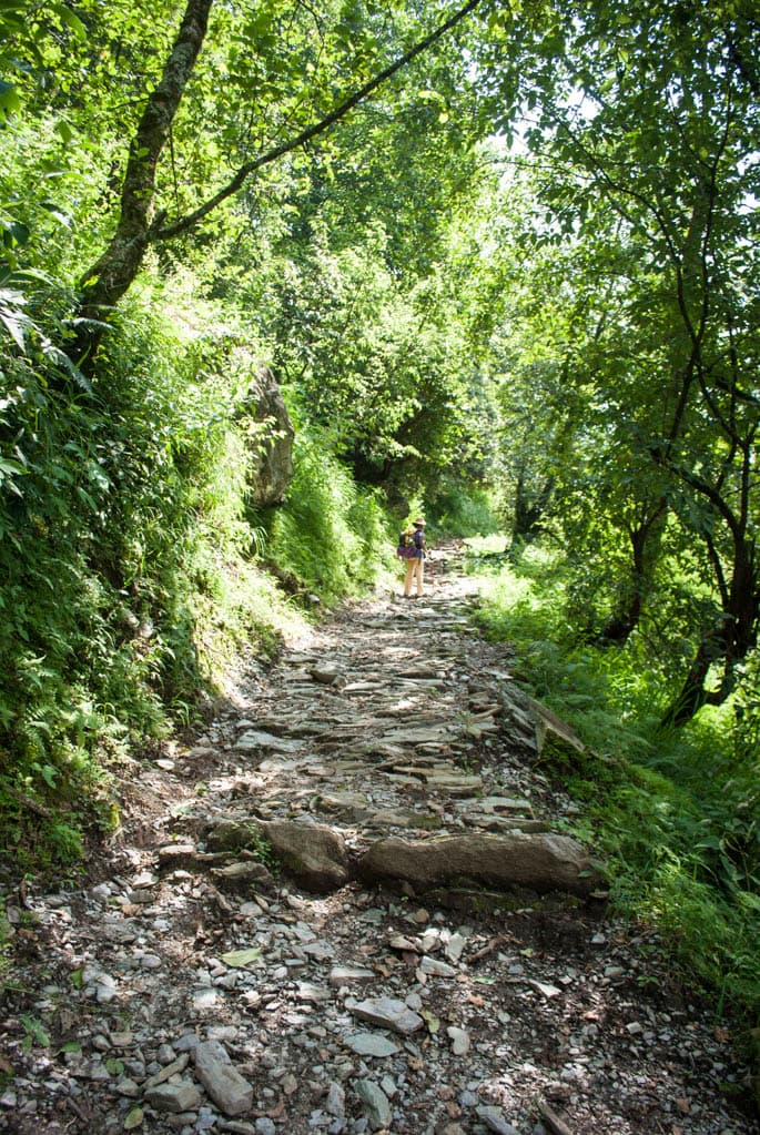 Trail through the forest near Didna village on the approach to Roopkund