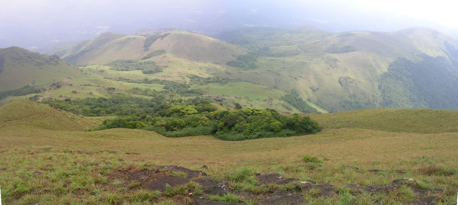 Shola forest undergrowth on the Tadiandamol trail