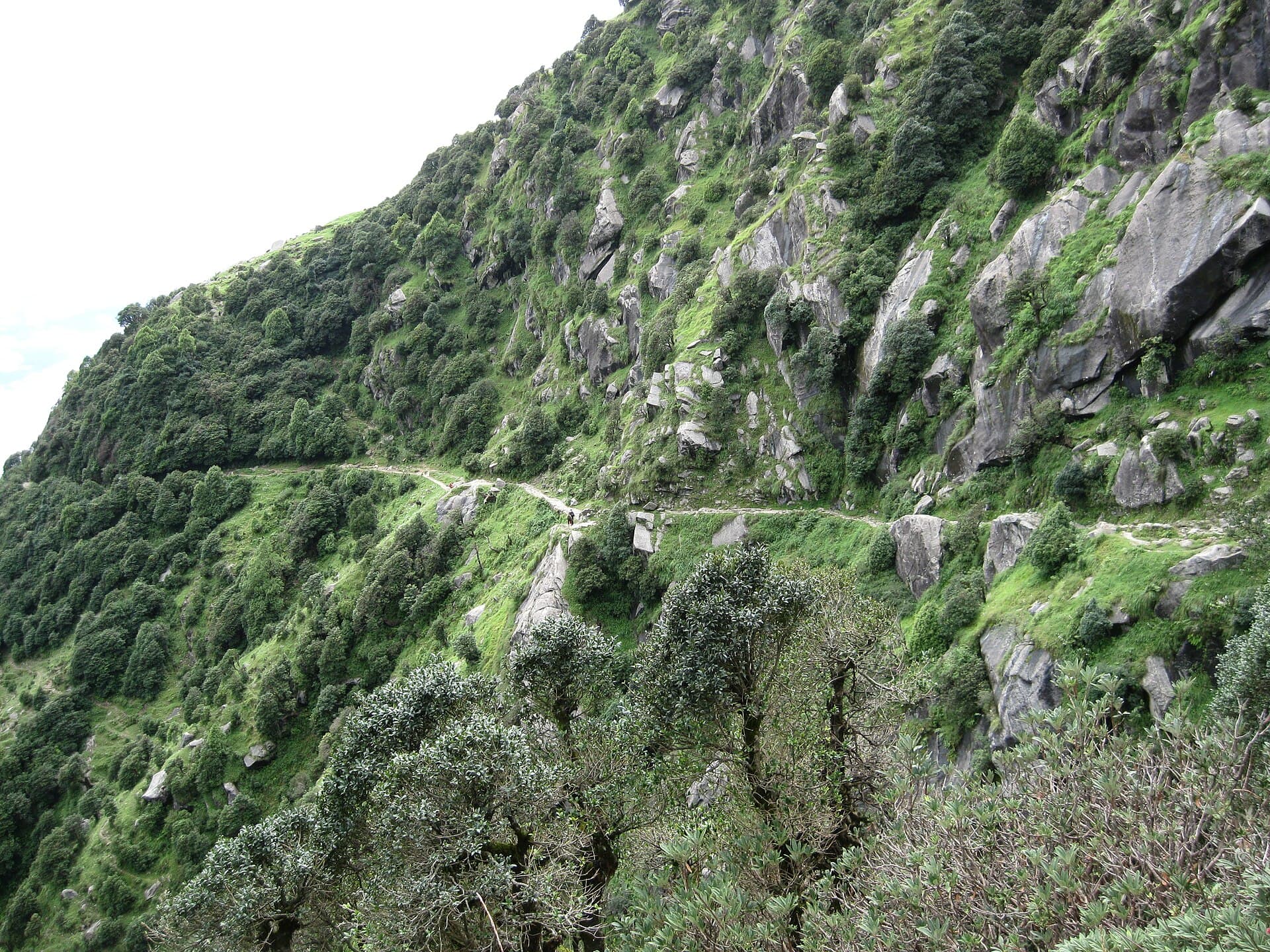 Trail climbing through pine and rhododendron forest on the way to Triund