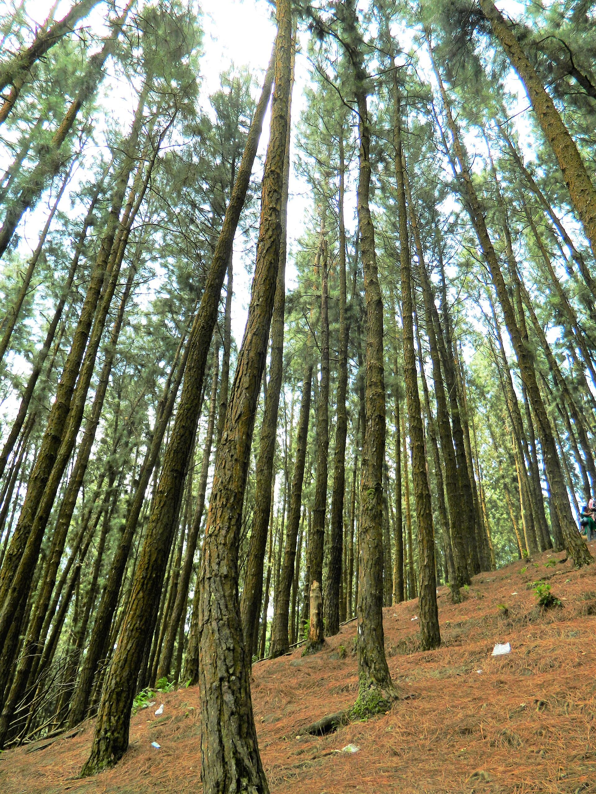 Pine forest stretch near the Vagamon trail