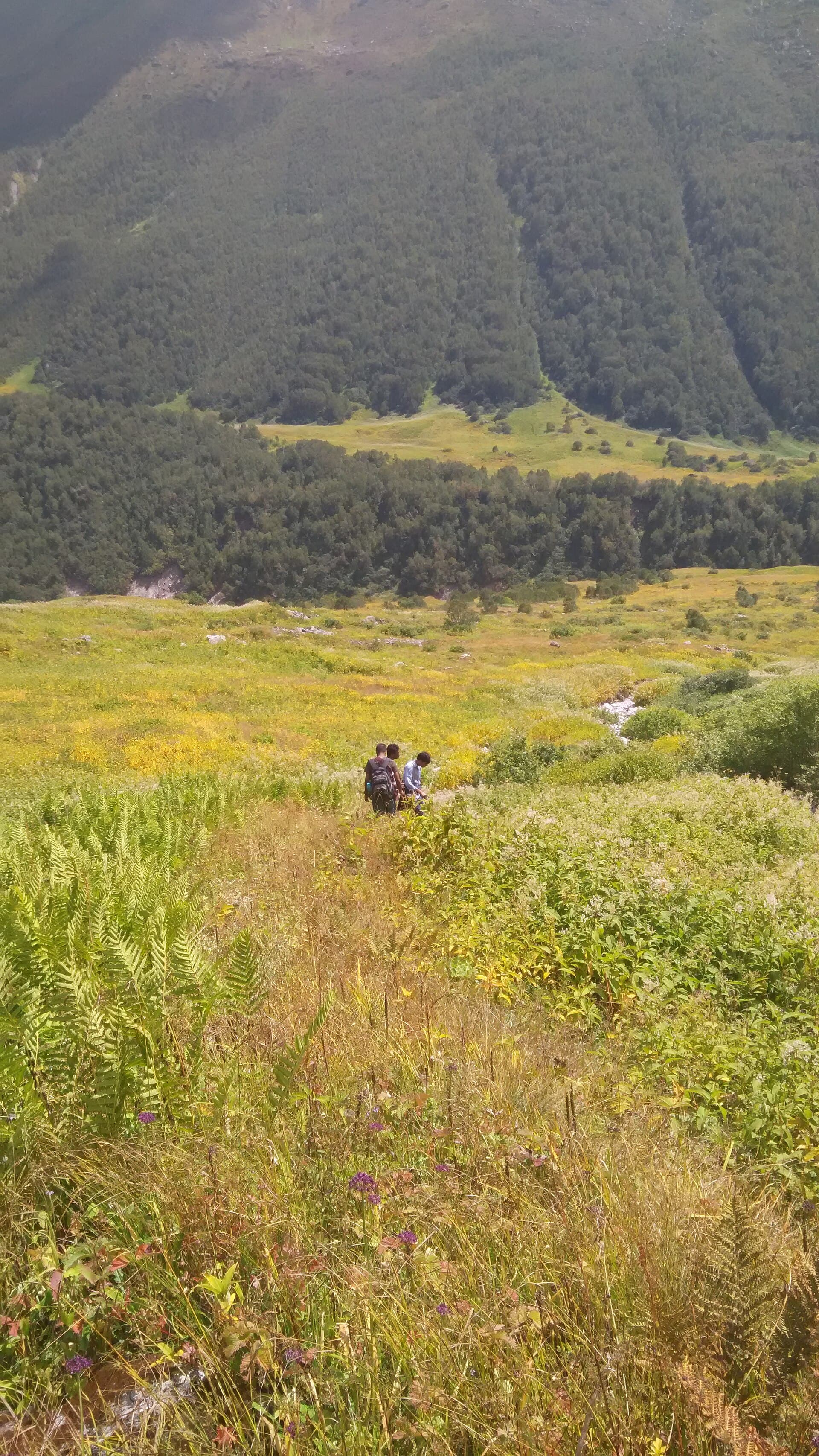 Endemic Himalayan flowers in bloom across the valley floor