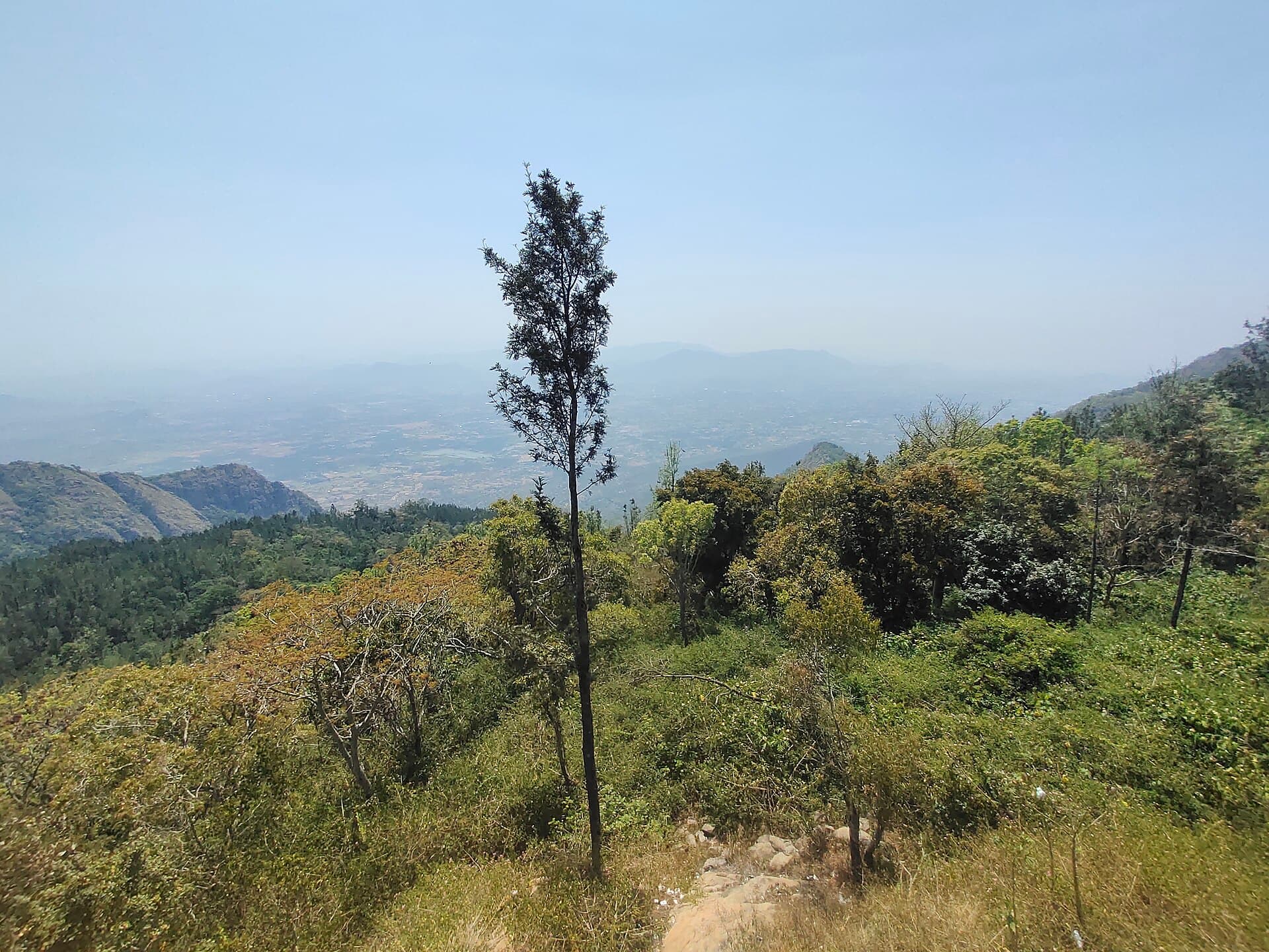 Forest cover on the Shevaroy Hills slopes near Yercaud